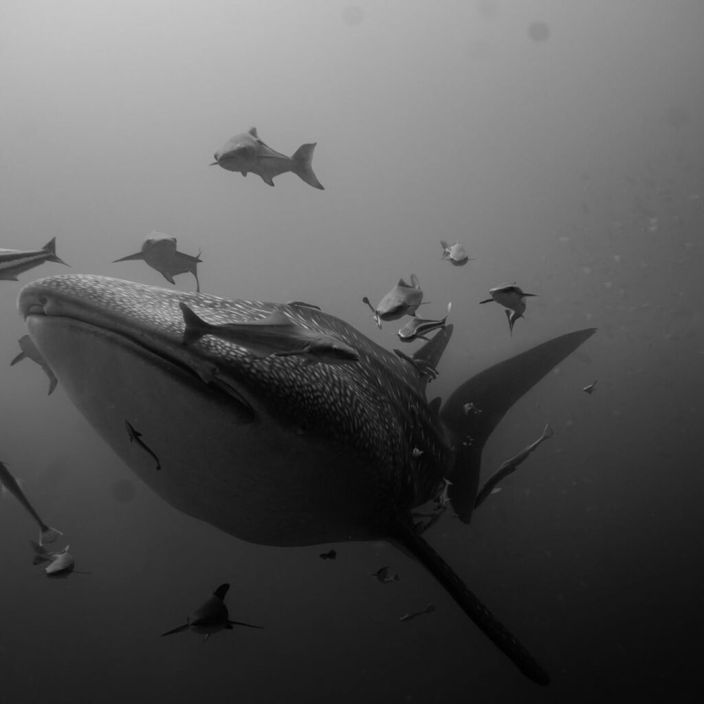 Davy Jones' Locker Diving in Koh Tao – Tiki Thai Pass
