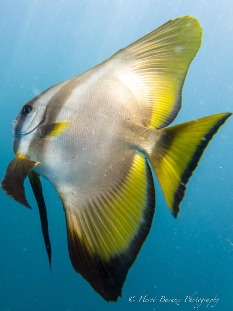 Davy Jones' Locker Diving in Koh Tao – Tiki Thai Pass