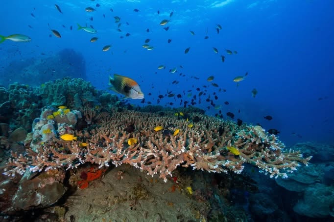 Koh Tao Divers in Koh Tao, Thailand