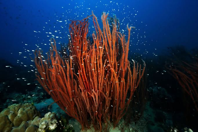 Koh Tao Divers in Koh Tao, Thailand