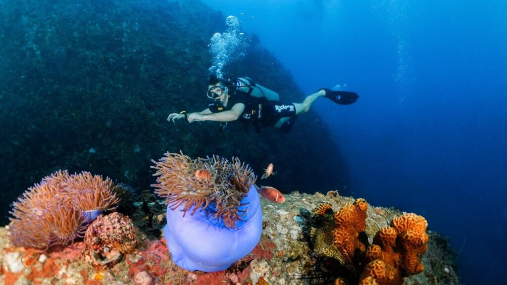 Roctopus Dive in Koh Tao, Thailand