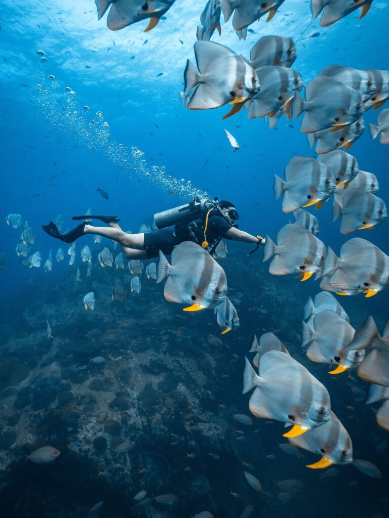 Roctopus Dive in Koh Tao, Thailand