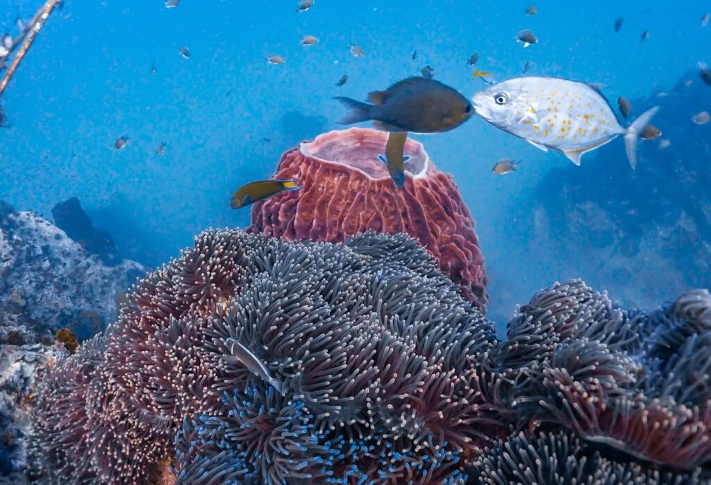 Roctopus Dive in Koh Tao, Thailand