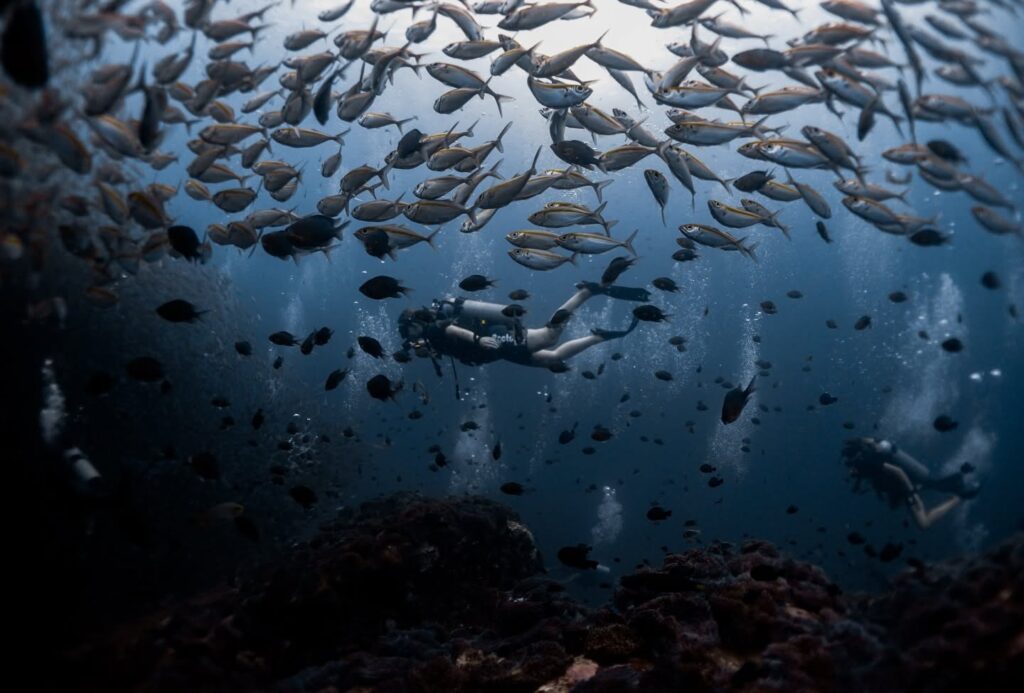 Roctopus Dive in Koh Tao, Thailand