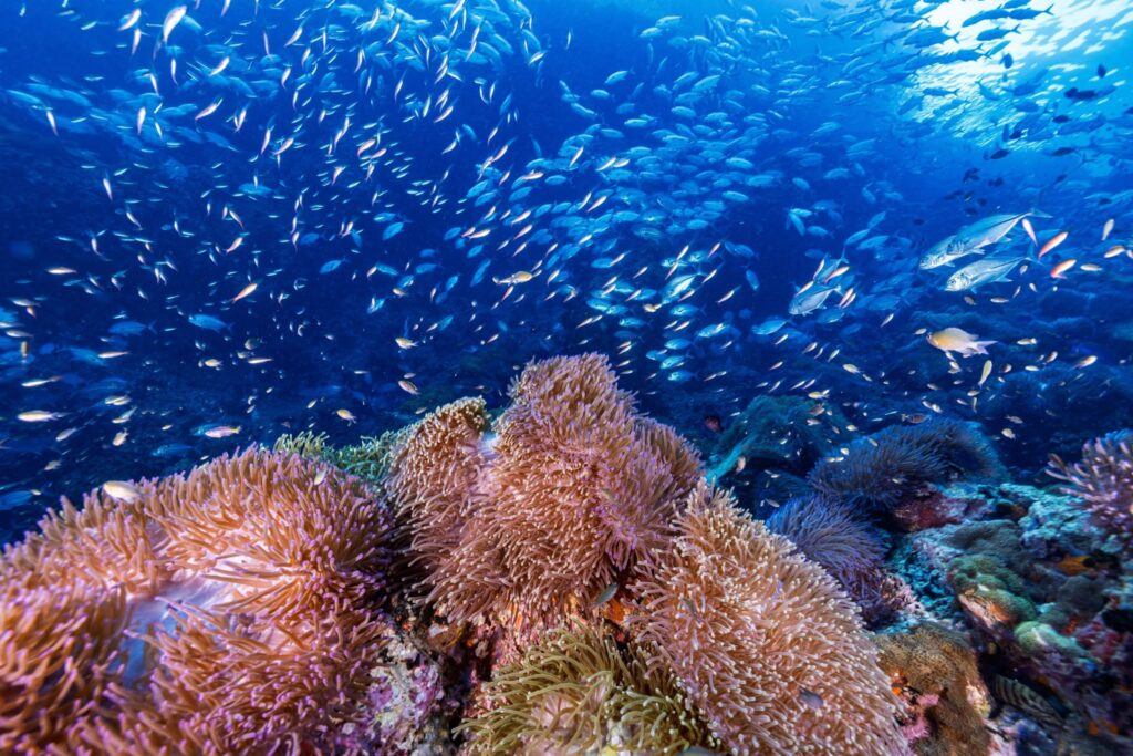 Ban's Diving Resort in Koh Tao, Thailand