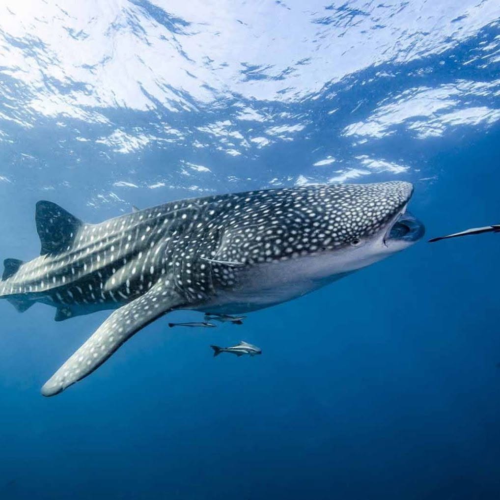Crystal Dive in Koh Tao, Thailand
