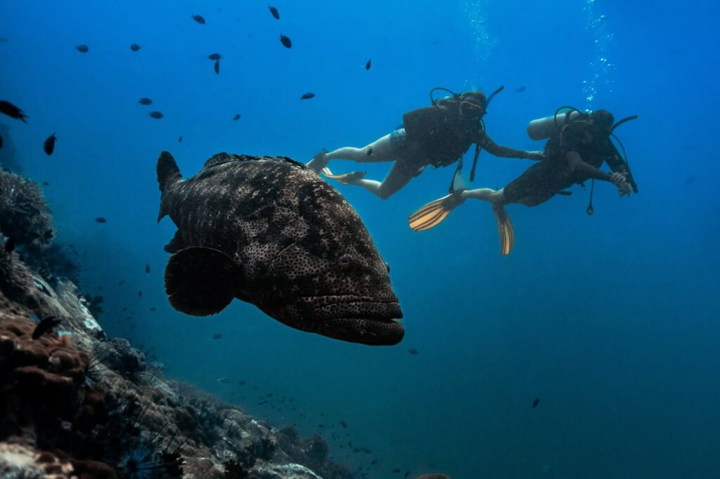Crystal Dive in Koh Tao, Thailand