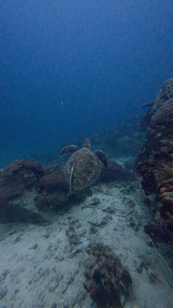 Echo Divers in Koh Tao, Thailand