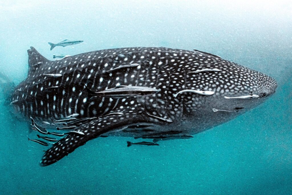 New Heaven Dive School in Koh Tao, Thailand