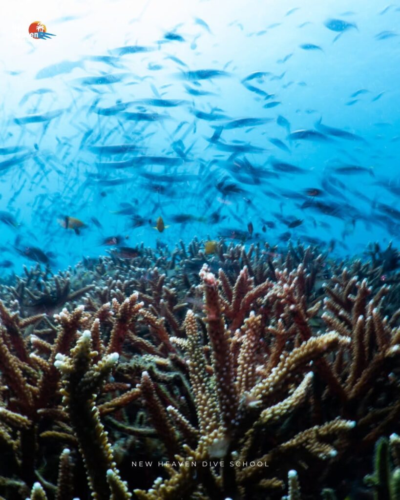 New Heaven Dive School in Koh Tao, Thailand