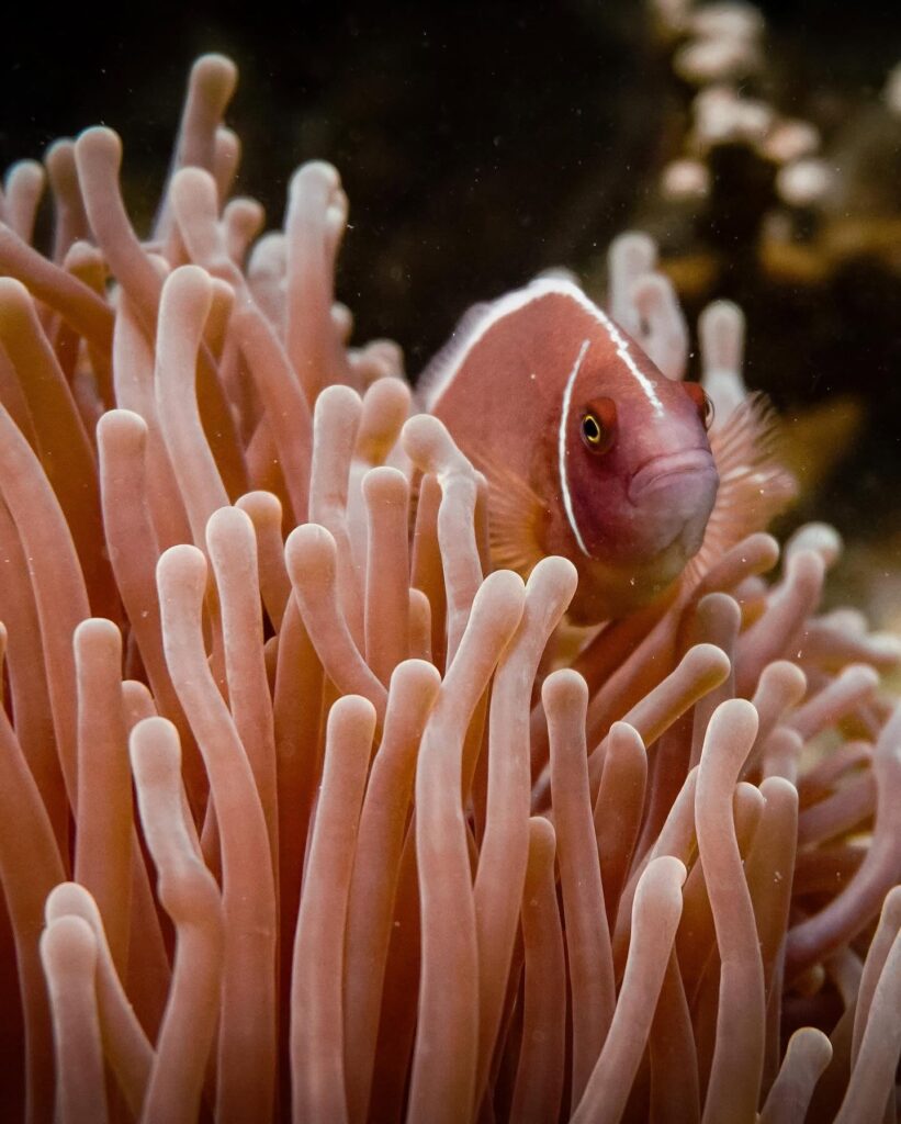 Phoenix Divers in Koh Tao – Tiki Thai Pass