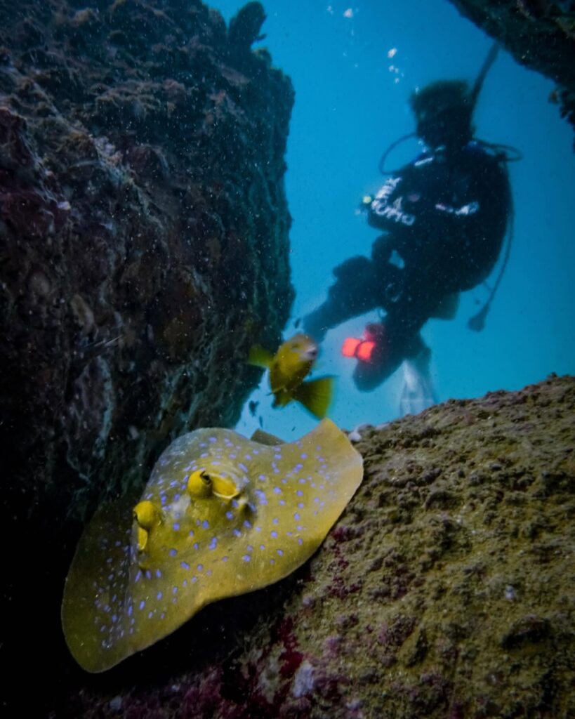 Phoenix Divers in Koh Tao – Tiki Thai Pass