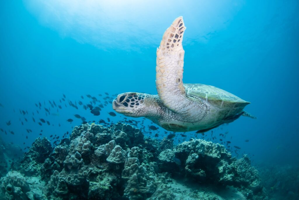 Sairee Cottage Diving in Koh Tao, Thailand