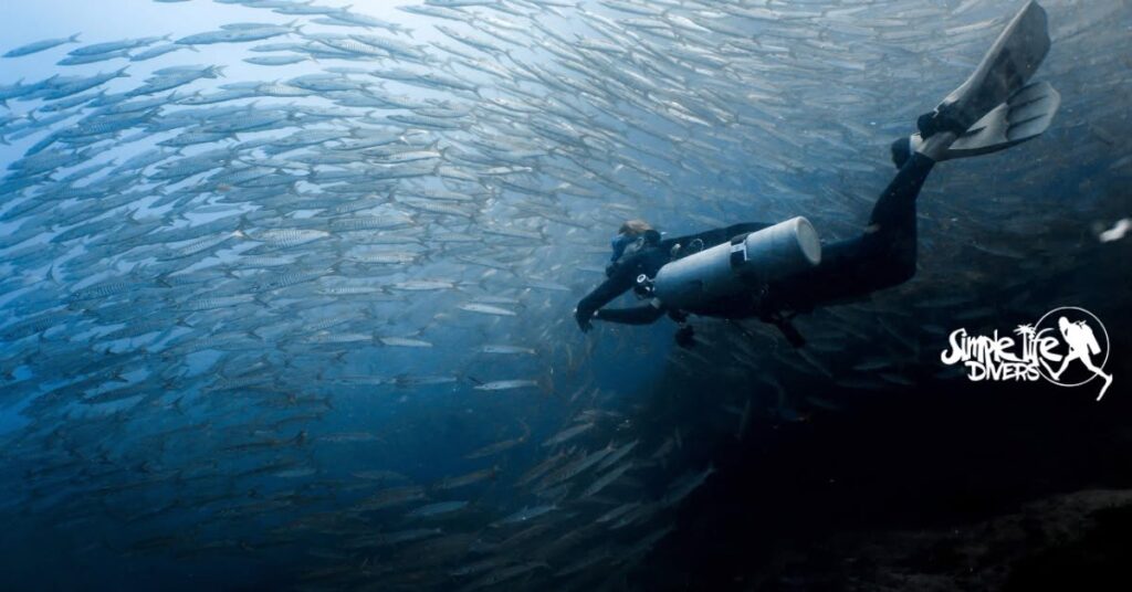 Simple Life Divers in Koh Tao, Thailand Deals