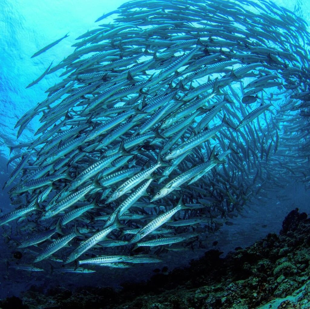 The Divers Boat in Koh Tao, Thailand