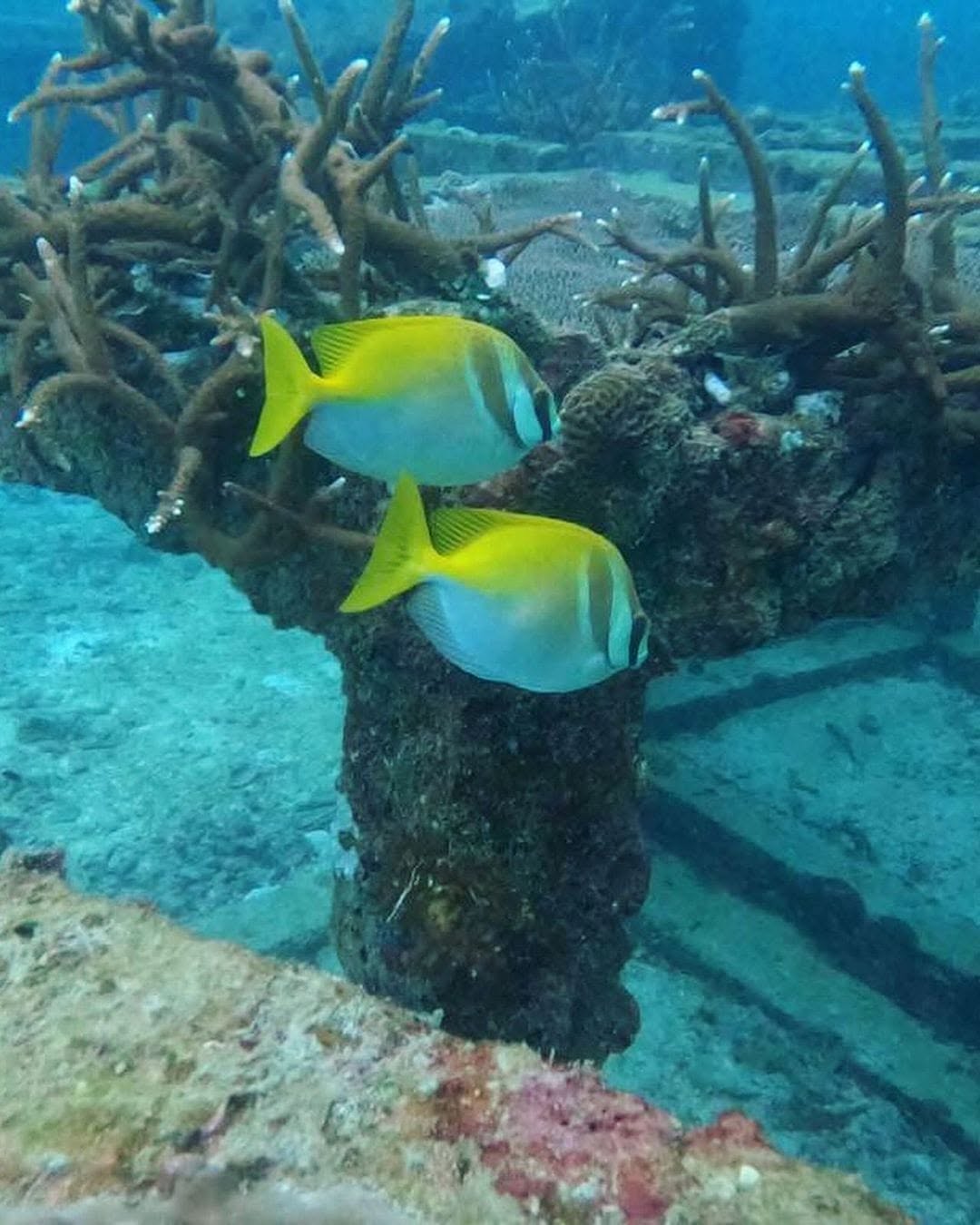 Assava Dive Resort in Koh Tao, Thailand