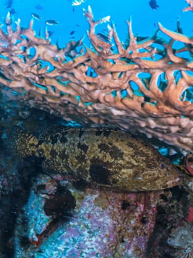 Big Bubble Diving in Koh Tao, Thailand