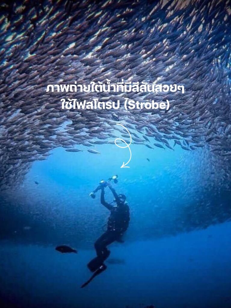 Big Bubble Diving in Koh Tao, Thailand