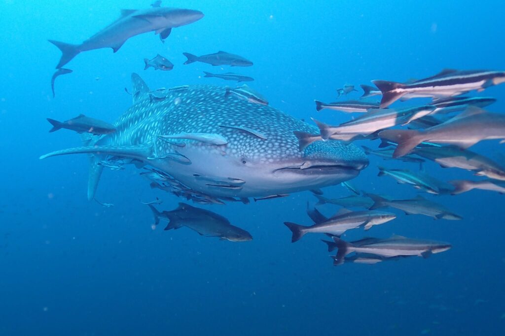 French Kiss Divers in Koh Tao, Thailand