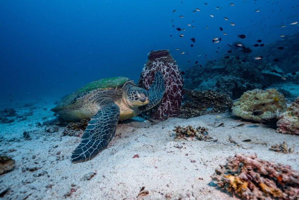 French Kiss Divers in Koh Tao, Thailand